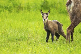 Chamois (Rupicapra rupicapra) youngster (fawn) standing on a meadow, Austria