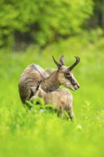 Chamois (Rupicapra rupicapra) Mother (doe) with her youngster (fawn) on a meadow, Austria