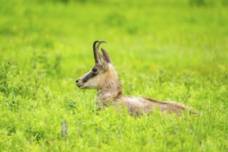Chamois (Rupicapra rupicapra) doe lying on a meadow, Austria