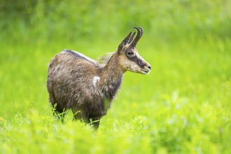 Chamois (Rupicapra rupicapra) doe standing on a meadow, Austria