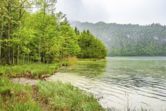 Landscape of Lake Offensee on a rainy day in spring, Salzkammergut, Austria