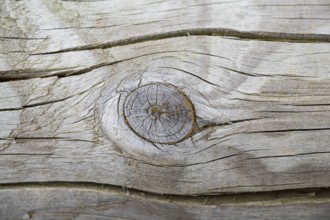 Close-up of a cut fruit in an old tree trunk, Bavaria, Germany