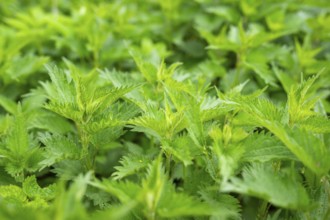 Common nettle (Urtica dioica), detail, spring, Bavaria, Germany