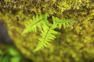 Red-stemmed feathermoss (Pleurozium schreberi) growing on old wood in a forest, Bavaria, Germany