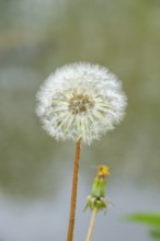 Common dandelion (Taraxacum officinale) seeds, detail, Bavaria, Germany