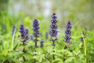 Bugle (Ajuga reptans) blossoms, detail, Bavaria, Germany