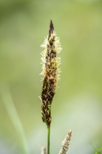 Greater tussock-sedge (Carex paniculata) grass blooming in spring, Bavaria, Germany