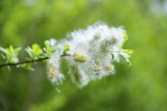 Eastern crack-willow (Salix euxina), pussy willow, seeds in spring, detail, Upper Palatinate,
