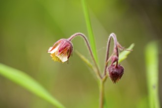 Water avens (Geum rivale), blossom, detail, Bavaria, Germany