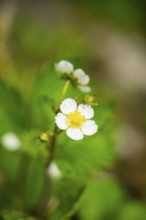 Wild strawberry (Fragaria vescaa) plants blooming, blossom, detail, Bavaria, Germany