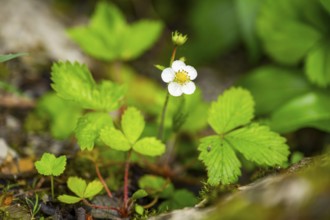 Wild strawberry (Fragaria vescaa) plants blooming, blossom, detail, Bavaria, Germany