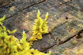Red-stemmed feathermoss (Pleurozium schreberi) growing on old wood in a forest, Bavaria, Germany