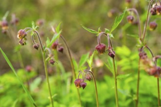 Water avens (Geum rivale), blossom, detail, Bavaria, Germany