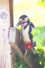 Great spotted woodpecker (Dendrocopos major) sitting on wooden slat, Austria