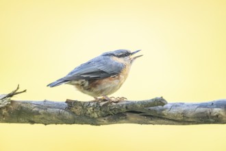 Eurasian nuthatch (Sitta europaea) sitting on a branch, Austria