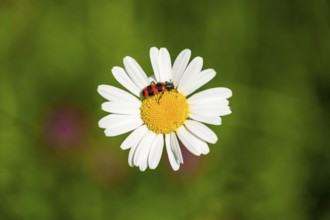 Trichodes apiarius beetle on a ox-eye daisy (Leucanthemum vulgare) blossom in summer, Austria