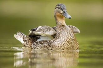 Wild duck (Anas platyrhynchos) female swimming in a lake, Bavaria, Germany