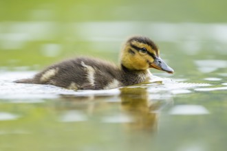 Wild duck (Anas platyrhynchos) chick swimming on a lake, Bavaria, Germany