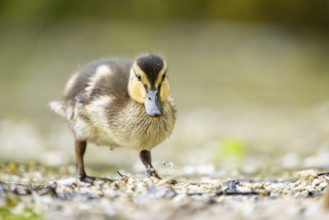 Wild duck (Anas platyrhynchos) chick standing at the schore of a little lake, Bavaria, Germany