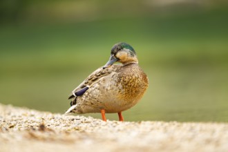 Wild duck (Anas platyrhynchos) male standing on the shore of a lake, Bavaria, Germany