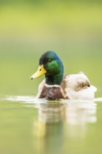 Wild duck (Anas platyrhynchos) male swimming in a lake, Bavaria, Germany