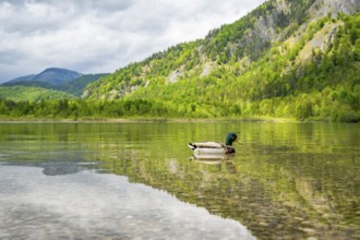 Wild duck (Anas platyrhynchos) male swimming in a lake, Bavaria, Germany
