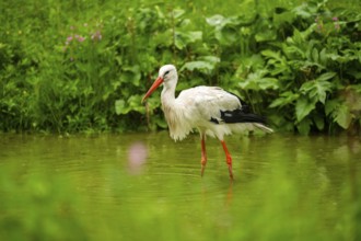 White stork (Ciconia ciconia) standing in a little lake, Austria