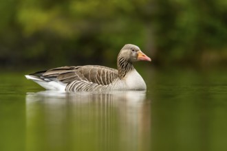Close-up of a Greylag Goose (Anser anser) swimming in the water in spring, Austria