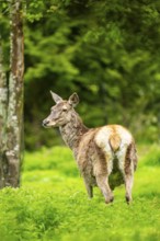 Red deer (Cervus elaphus) hind on a meadow in spring, Austria