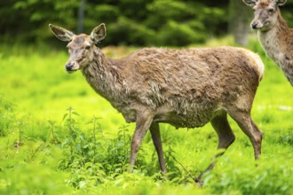 Red deer (Cervus elaphus) hind on a meadow in spring, Austria