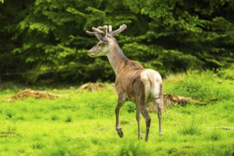 Red deer (Cervus elaphus) stag on a meadow in spring, Austria