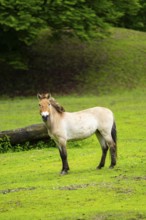 Przewalski's horse (Equus ferus przewalskii) standing on a meadow, Austria, Germany