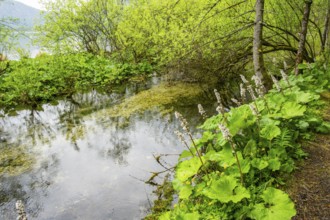 Lanscape of a little stream flowing through the forest in spring on a rainy day, Bavaria, Germany