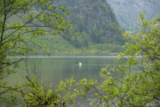 Landscape of Lake Almsee on a rainy day in spring, Salzkammergut, Austria