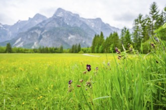 Spring meadow with the Alps in the background on a rainy day, Traunkirchen, Salzkammergut, Austria