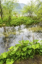 Lanscape of a little stream flowing through the forest in spring on a rainy day, Bavaria, Germany