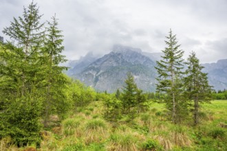 Norway spruce (Picea abies) trees growing in front of the mountains next to Lake Almsee on a rainy