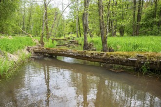 Lanscape of a little stream flowing through the forest in spring on a rainy day, Bavaria, Germany