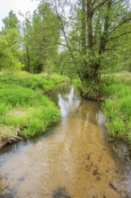 Lanscape of a little stream flowing through the forest in spring on a rainy day, Bavaria, Germany