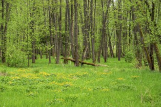 Moorland with blooming Marsh-marigold (Caltha palustris) in a Common alder (Alnus glutinosa) forest