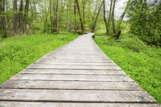 Walking trail going through the forest in spring on a cloudy day, Bavaria, Germany