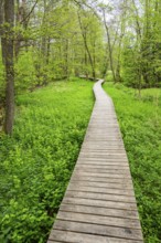 Walking trail going through the forest in spring on a cloudy day, Bavaria, Germany