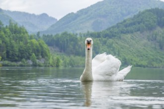 Mute swan (Cygnus olor) swimming on a lake, Austria