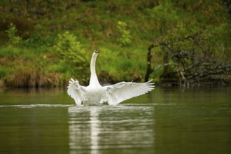 Mute swan (Cygnus olor) starts flying from a lake, Austria