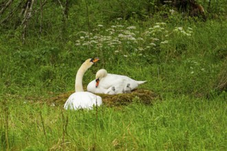 Mute swan (Cygnus olor) couple, male and female at a nest, Austria
