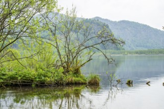 Landscape of Lake Almsee on a rainy day in spring, Salzkammergut, Austria