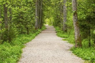 Walking trail going through the forest in spring on a cloudy day, Bavaria, Germany