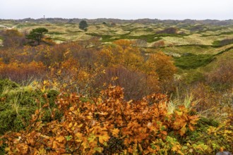 Dune sheep of Ostplate, in the east of the East Frisian island of Spiekeroog, autumn, brown dunes,