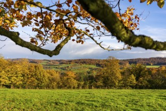 Autumn landscape in Elfringhauser Switzerland, south of Velbert-Langenberg, Germany