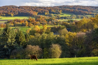 Autumn landscape in Elfringhauser Switzerland, south of Velbert-Langenberg, Viehweide, Germany